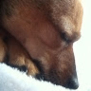 Meet your Posher, Greta